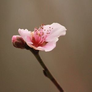 Meet your Posher, Arika